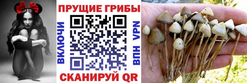 Псилоцибиновые грибы мицелий  купить   Алагир 